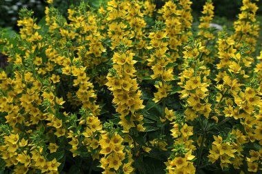 Bahçe Gevşek Çiçeği bahçede (Lysimachia vulgaris) yetişir. Bir yaz bahçesinde çiçek açar - sarı çiçekler yatay olarak yakınlaşır. Primulaceae Ailesi. Lysimachia vulgaris.