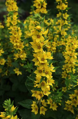 Bahçe Gevşek Çiçeği bahçede (Lysimachia vulgaris) yetişir. Bir yaz bahçesinde çiçek açar - sarı çiçekler yatay olarak yakınlaşır. Primulaceae Ailesi. Lysimachia vulgaris.