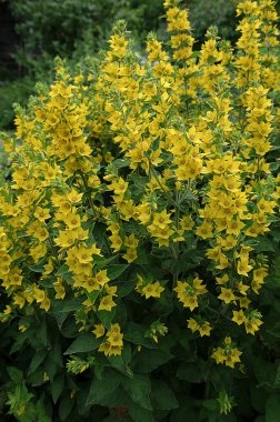 Bahçe Gevşek Çiçeği bahçede (Lysimachia vulgaris) yetişir. Bir yaz bahçesinde çiçek açar - sarı çiçekler yatay olarak yakınlaşır. Primulaceae Ailesi. Lysimachia vulgaris.