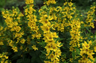 Bahçe Gevşek Çiçeği bahçede (Lysimachia vulgaris) yetişir. Bir yaz bahçesinde çiçek açar - sarı çiçekler yatay olarak yakınlaşır. Primulaceae Ailesi. Lysimachia vulgaris.