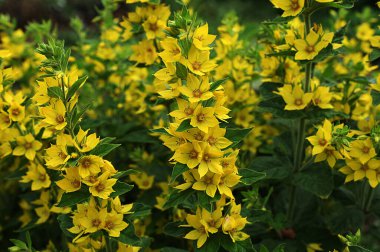 Bahçe Gevşek Çiçeği bahçede (Lysimachia vulgaris) yetişir. Bir yaz bahçesinde çiçek açar - sarı çiçekler yatay olarak yakınlaşır. Primulaceae Ailesi. Lysimachia vulgaris.