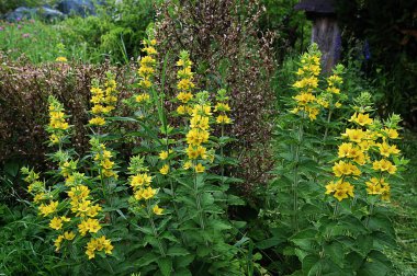 Bahçe Gevşek Çiçeği bahçede (Lysimachia vulgaris) yetişir. Bir yaz bahçesinde çiçek açar - sarı çiçekler yatay olarak yakınlaşır. Primulaceae Ailesi. Lysimachia vulgaris.