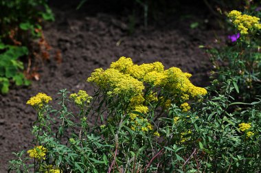 Alyssum muralasının seçici odak görüntüsü. Sarı çiçekler bahçedeki Alyssum obovatum