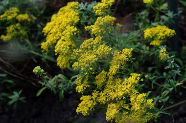 Alyssum muralasının seçici odak görüntüsü. Sarı çiçekler bahçedeki Alyssum obovatum