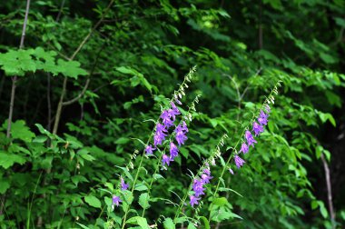 Bulanık doğa arka planında birçok mor çan çiçeği, Campanula rapunculoides çiçekleri. Parklar ve bahçeler için bir bitki, manzara tasarımı. Güzel yaz doğal arka plan