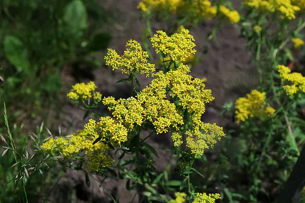 Alyssum muralasının seçici odak görüntüsü. Sarı çiçekler bahçedeki Alyssum obovatum