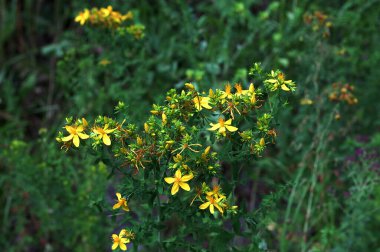 Hypericum Performans sarı çiçeklerine yakın plan, bitkisel bir ilaç. Bir demet canlı sarı çiçek..