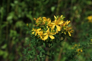 Hypericum Performans sarı çiçeklerine yakın plan, bitkisel bir ilaç. Bir demet canlı sarı çiçek..