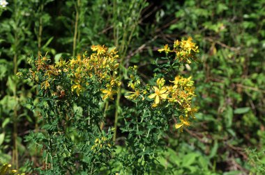 Hypericum Performans sarı çiçeklerine yakın plan, bitkisel bir ilaç. Bir demet canlı sarı çiçek..