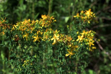 Hypericum Performans sarı çiçeklerine yakın plan, bitkisel bir ilaç. Bir demet canlı sarı çiçek..