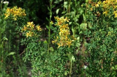 Hypericum Performans sarı çiçeklerine yakın plan, bitkisel bir ilaç. Bir demet canlı sarı çiçek..