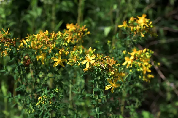 Hypericum Performans sarı çiçeklerine yakın plan, bitkisel bir ilaç. Bir demet canlı sarı çiçek..