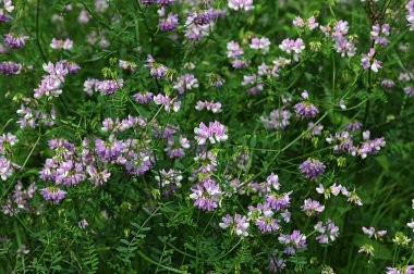 Pembe çiçek mor taç vetch (Securigera varia) .Mor taç vetch çiçekleri.