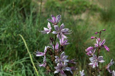 Yakın plan Dictamnus albusu, arka planı bulanık yanan çalı olarak bilinir. Diptam, Dictamnus albus, pembe çiçekli ve tıpta kullanılan önemli bir şifalı bitkidir. Nesli tükenmekte olan nadir bitki