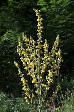 Beauty of verbascum lychnitis or white mullein in summer season.One of the species of mullein, Verbascum lychnitis, blooms in the wild. clipart