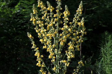 Yaz mevsiminde verbascum lychnitis veya beyaz mullein 'in güzelliği. Mullein cinslerinden biri olan Verbascum lychnitis vahşi doğada çiçek açar..