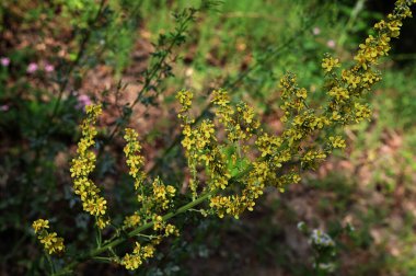 Yaz mevsiminde verbascum lychnitis veya beyaz mullein 'in güzelliği. Mullein cinslerinden biri olan Verbascum lychnitis vahşi doğada çiçek açar..