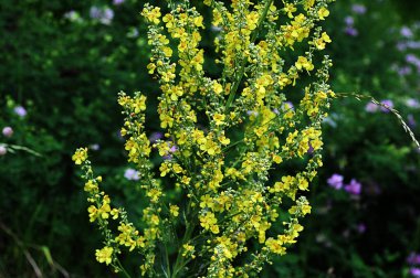 Yaz mevsiminde verbascum lychnitis veya beyaz mullein 'in güzelliği. Mullein cinslerinden biri olan Verbascum lychnitis vahşi doğada çiçek açar..