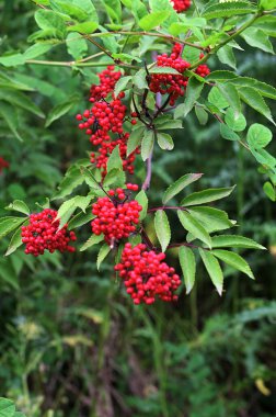 Yeşil arka planda Red mürver yakın çekim. Ormanda yaz aylarında Sambucus racemosa çilek. Şifalı bitki. Bir demet güzel kırmızı yenilmez çilek. Zehirli çilek.