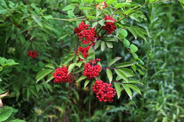 Yeşil arka planda Red mürver yakın çekim. Ormanda yaz aylarında Sambucus racemosa çilek. Şifalı bitki. Bir demet güzel kırmızı yenilmez çilek. Zehirli çilek.