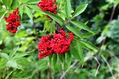 Yeşil arka planda Red mürver yakın çekim. Ormanda yaz aylarında Sambucus racemosa çilek. Şifalı bitki. Bir demet güzel kırmızı yenilmez çilek. Zehirli çilek.