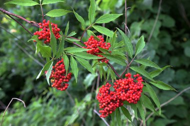 Yeşil arka planda Red mürver yakın çekim. Ormanda yaz aylarında Sambucus racemosa çilek. Şifalı bitki. Bir demet güzel kırmızı yenilmez çilek. Zehirli çilek.