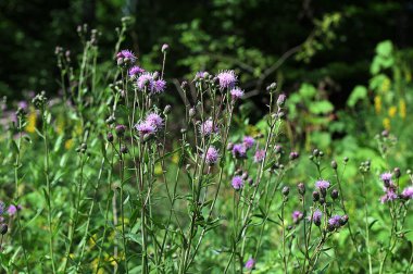 Çiçekli sürünen devedikeni (Cirsium arvense, ayrıca Kanada devedikeni veya tarla devedikeni). Sürünen devedikeni pek çok ülkede zararlı bir ot olarak kabul edilir..