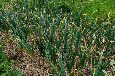 Sarımsak fidanlığı. Sarımsak yaprakları sarımsak yaprakları. Toprakta besin eksikliği ve bitkilerde azot kıtlığı nedeniyle..