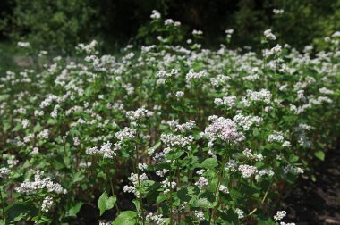 Tarım alanında yetişen karabuğday (Fagopyrum esculentum) beyaz çiçek çiçek yakın. Güneşli yaz günü