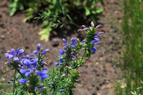 stock image The Northern dragonhead (Dracocephalum ruyschiana) flowering with two-lipped, strongly-fragrant, hooded blue flowers in the garden