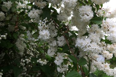 Bir Avrupa köyünün kırsal kesimindeki bir orman bahçesinde Japon karçiçeğinin bahar çiçeği Deutzia gracilis.