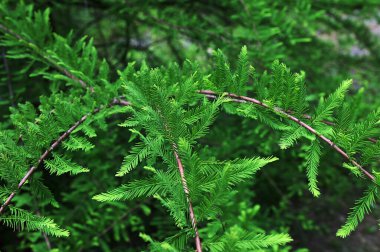 Taksonyum distichum filizlerine yakın çekim. Amerikan kel selvi branşları - Latince adı - Taksonyum distichum.