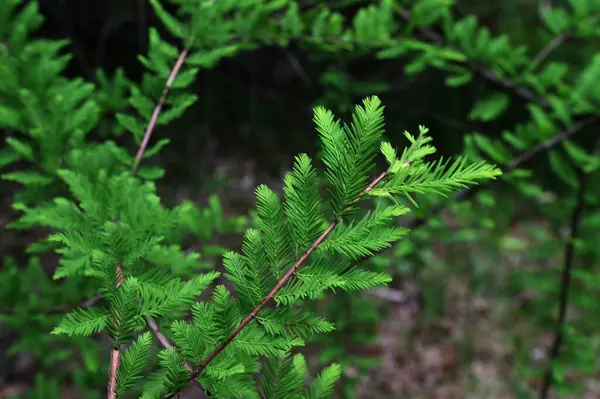 Stock image closeup of taxodium distichum sprouts.American bald cypress branhes - Latin name - Taxodium distichum.