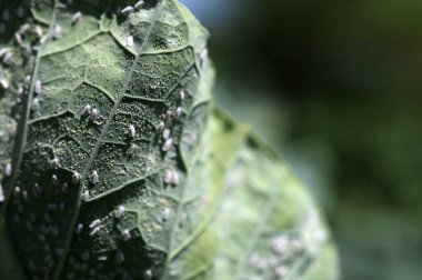 Glasshouse whitefly (Trialeurodes vaporariorum) adults and vacated pupae. It is a currently important agricultural pest. clipart
