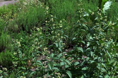 Vincetoxicum hirundinaria. Close up of white swallow wort.Vincetoxicum in the family Apocynaceae. clipart