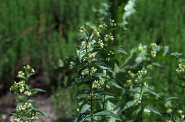 Vincetoxicum hirundinaria. Close up of white swallow wort.Vincetoxicum in the family Apocynaceae. clipart