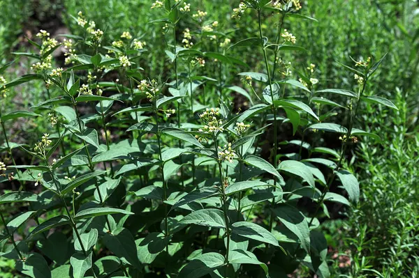 stock image Vincetoxicum hirundinaria. Close up of white swallow wort.Vincetoxicum in the family Apocynaceae.