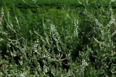 Melilotus albusu, bal yoncası, beyaz melilot ve kabuk boyunca büyüyen yüksek otlar. Beyaz tatlı yonca. Beyaz cilt yüzeyi olan bitkiler.