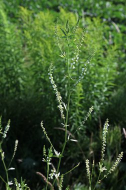 Melilotus albusu, bal yoncası, beyaz melilot ve kabuk boyunca büyüyen yüksek otlar. Beyaz tatlı yonca. Beyaz cilt yüzeyi olan bitkiler.