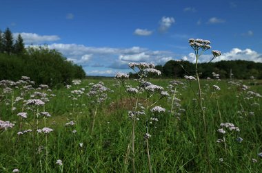 Valeriana officinalis valerian tomurcuklanan bitki.Valerian, Valeriana officinalis, beyaz çiçekli yabani bir bitkidir. Önemli bir tıbbi bitkidir ve tıpta da kullanılır..