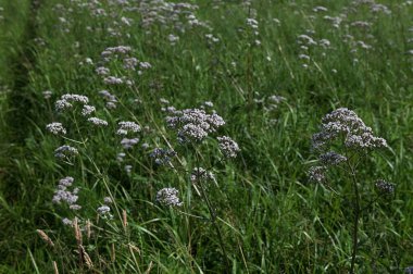 Valeriana officinalis valerian tomurcuklanan bitki.Valerian, Valeriana officinalis, beyaz çiçekli yabani bir bitkidir. Önemli bir tıbbi bitkidir ve tıpta da kullanılır..