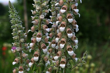 Blooming plant of Woolly foxglove or Grecian foxglove. Digitalis lanata.Detail of the flower of Digitalis lanata (Woolly or Grecian Foxglove) in early summer clipart