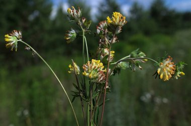 Anthyllis zaferia, böbrekgiller (Felidae) familyasından Avrupa 'ya özgü bir bitki türü. Yaygın böbrek hastalığı (Anthyllis zafiyeti) çiçekleri
