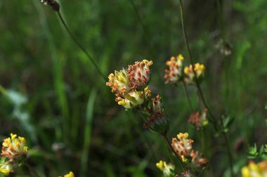 Anthyllis zaferia, böbrekgiller (Felidae) familyasından Avrupa 'ya özgü bir bitki türü. Yaygın böbrek hastalığı (Anthyllis zafiyeti) çiçekleri