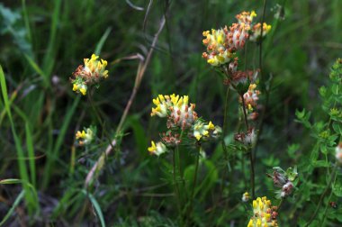 Anthyllis zaferia, böbrekgiller (Felidae) familyasından Avrupa 'ya özgü bir bitki türü. Yaygın böbrek hastalığı (Anthyllis zafiyeti) çiçekleri