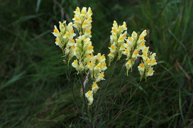 Sussex kırsalında yaygın olarak sarı toadflax olarak bilinen linaria vulgaris çiçekleri. Yaygın mantar çiçeği ya da tereyağı ve yumurta. Linaria vulgaris