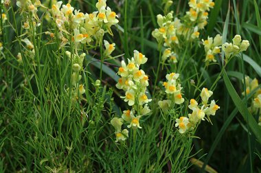 Sussex kırsalında yaygın olarak sarı toadflax olarak bilinen linaria vulgaris çiçekleri. Yaygın mantar çiçeği ya da tereyağı ve yumurta. Linaria vulgaris