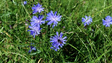 Yaygın Chicory. Cichorium intybus. Yaz tarlasında çiçek açan hindiba. Macro, yaklaş. Yaban bitkileri tarlası. Yeşil bulanık doğal arkaplan.