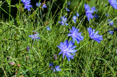 Yaygın Chicory. Cichorium intybus. Yaz tarlasında çiçek açan hindiba. Macro, yaklaş. Yaban bitkileri tarlası. Yeşil bulanık doğal arkaplan.