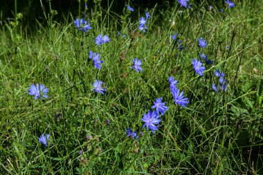 Yaygın Chicory. Cichorium intybus. Yaz tarlasında çiçek açan hindiba. Macro, yaklaş. Yaban bitkileri tarlası. Yeşil bulanık doğal arkaplan.